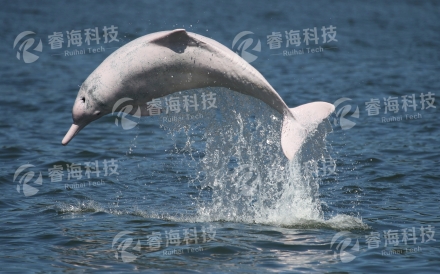 珠江口白海豚保護區觀(guān)測工程